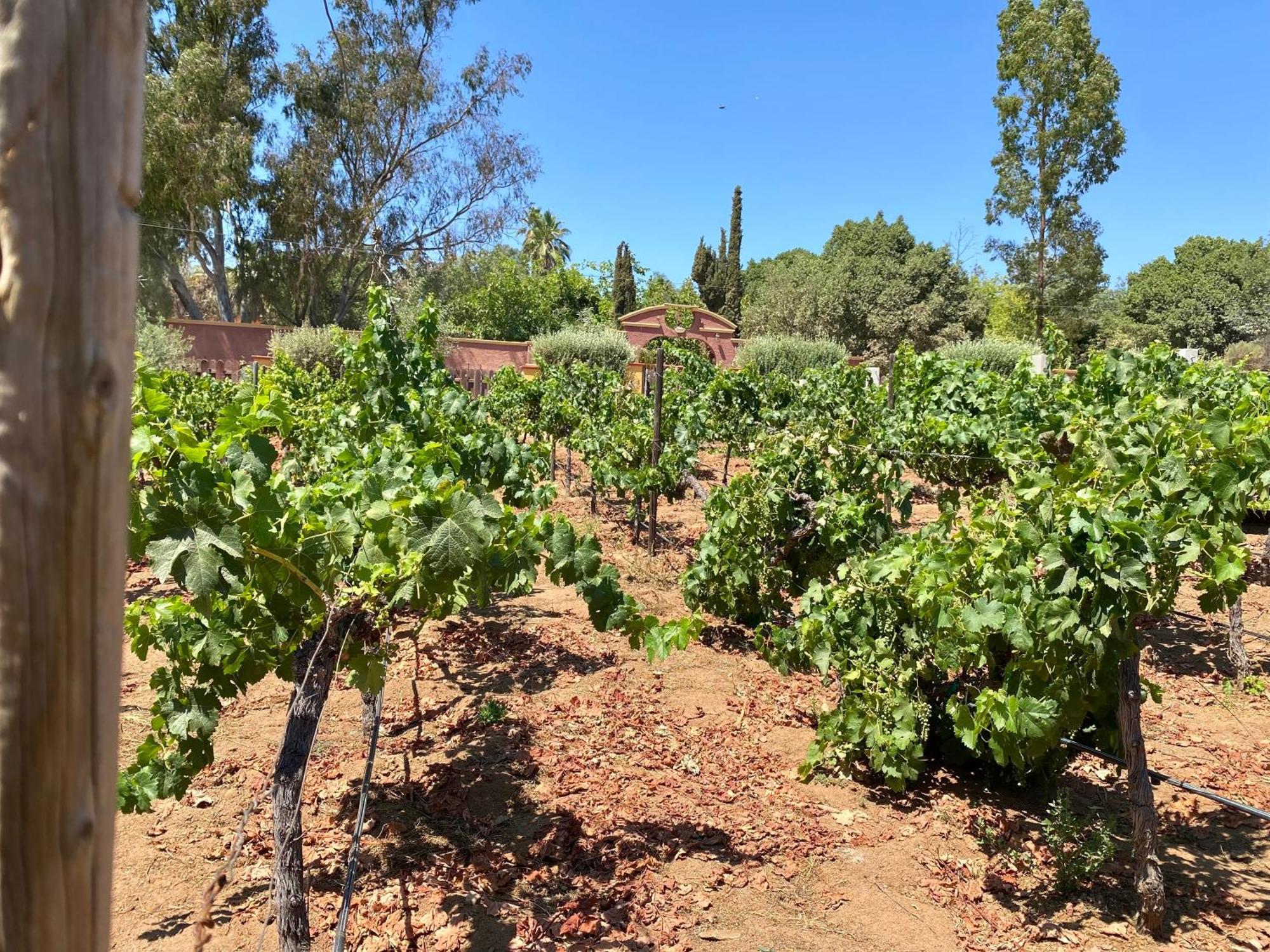 Hotel Tierra Mia Hacienda Ruta Del Vino Valle de Guadalupe Zewnętrze zdjęcie