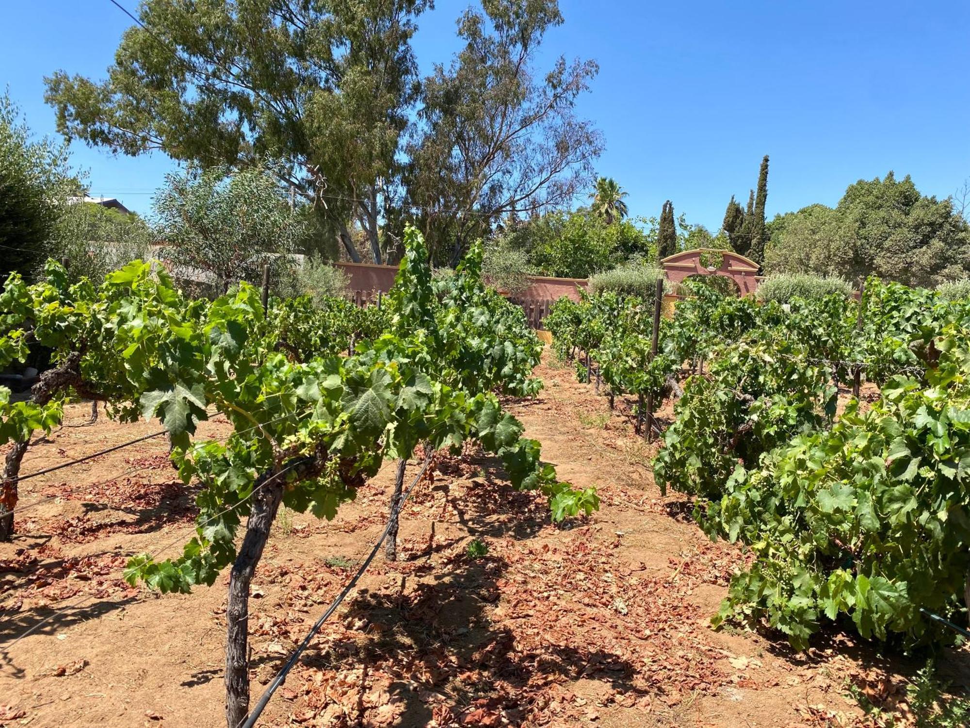 Hotel Tierra Mia Hacienda Ruta Del Vino Valle de Guadalupe Zewnętrze zdjęcie
